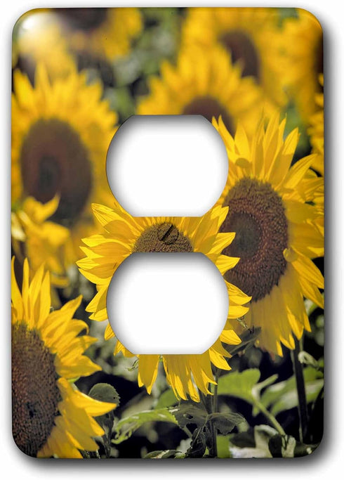 3dRose lsp_93335_6 North Dakota, Sunflowers in Cass County Us35 Rer0008 Ric Ergenbright Light Switch Cover...