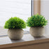 Velener Mini Sage Green Potted Boxwood Topiary Artificial Plants for Home Decor Indoor, Farmhouse House Plant Office Small Desk Shelf Apartment Co...