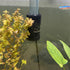 12 Pieces Aquarium Filter Sponge 0.8" Intake Shrimp Filter Coarse Sponge Filter for Aquarium Fish Tank, Protect Fish Fry and Shrimp, Black...