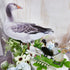 CREATCABIN 4Pcs Duck Yard Art Ground Insert Decorations Acrylic Garden Stake Double Sided Printing Statue Outdoor Stakes Animal Sculpture Sign Yar...