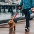 Please Don't Pet I'm a Little Anxious Red Dog Leash Sleeve Wrap Dog Walking Accessory - Pet Birthday Gift - Gift for Dog Owner and Lover...
