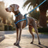 Mile High Life Night Reflective Double Adjustable Band Nylon Small Puppy Pet Dog Combo Collar Leash and Harness Set (Reflective Edge Blue, Large (...