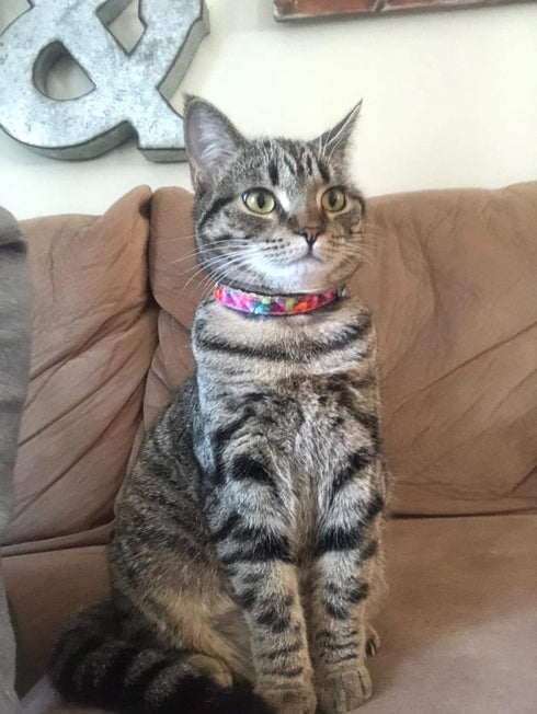 Pet Supplies, (Kaleidoscope Diamond) Cat Collar, Dog Collar, Cat Leash, Dog Leash, Cat Harness, Dog Harness, Small Dog Collar, Medium Dog Collar, ...