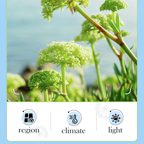 Hyaluronic Acid Skincare Set, 5-In-1 Gift Set With Facial Cleanser, Face Serum, & Mask, Anti-Aging Kit And Crithmum Maritimum, For Firm Skin Fade ...