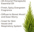 Plant Therapy Organic Cypress Essential Oil 10 mL (1/3 oz) 100% Pure, Undiluted, Therapeutic Grade...