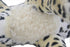 The Jungle Animals Stuffed Plush Toys Cheetah Tiger Panther Lioness Pillows (Brown Leopard, 16 Inch)...