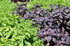 Seeds Indoor Basil Mix (Red, Purple and Green) Herb Heirloom for Planting Non GMO...
