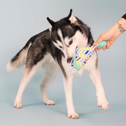 Fringe Studio Plush Dog Toy, Cheers for A Barkday, Pet Shop Collection (314246)...