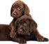 Best Itchy Dog Shampoo. RenuPlex Plus Medicated Dog Shampoo. Safe, All Natural Dog Shampoo for Itchy Skin and Dog Dry Skin...