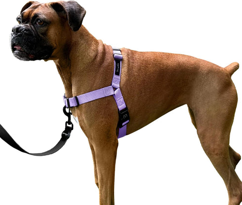 ShawnCo Dream Walk No-Pull Dog Harness- Adjustable, Comfortable, Easy to Use Pet Halter to Help Stop Pulling for Small, Medium and Large Dogs (Icy...