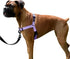 ShawnCo Dream Walk No-Pull Dog Harness- Adjustable, Comfortable, Easy to Use Pet Halter to Help Stop Pulling for Small, Medium and Large Dogs (Icy...