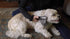 MISTIC COOL Alpha Pro | Dog Trimmer for Grooming | Painlessly Safely Removes Knots Tangles from Long Haired Dog Dematting Comb for Dogs Pet Groomi...