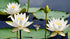 35 Pcs Mix Bowl Lotus Seeds, Water Lilys Flower Plant, Lotus Seeds for Planting Water Features Fresh Garden Seeds Non GMO Indoor and Outdoor...