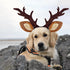 KUDES Dog Cat Christmas Reindeer Antlers Headband Classic Adjustable Elk Hat Headwear Pet Deer Cospaly Costumes Accessories (L(for Medium Big Dogs...