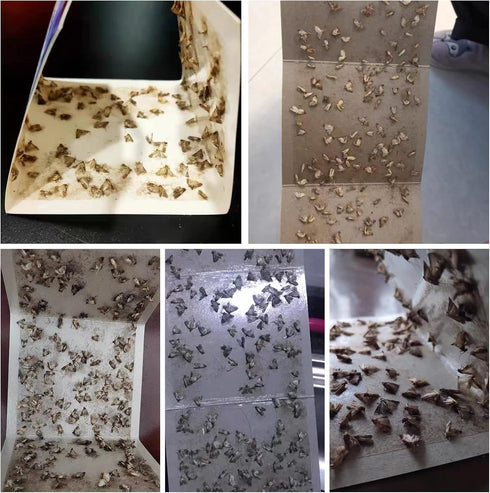 Moth Traps for Pantry Moths, 16 Pack Kitchen Moth Traps with Pheromones Prime, Non-Toxic Easy Setup Sticky Glue Trap for Food and Cupboard Moths i...