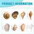 Hermit Crab Shells Accessories Conch: Natural Large Hermit Crab Supplies Sea Shell for Beach Decor Growth Turbo Seashells Hermit Crab Climbing Toy...