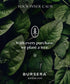 Bursera Eucalyptus Essential Oil, Tree Planted with Every Order, 100% Pure Eucalyptus Oil, 10ml Undiluted High Grade Natural Eucalyptus Oils for D...
