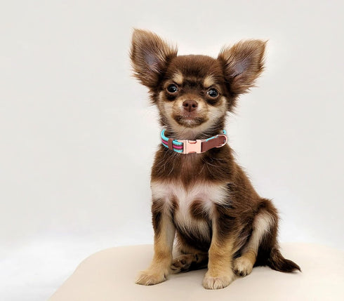 Dog Collar Reflective, Multi-Colored Stripe Dog Collar, Soft Adjustable Dog Collars with Metal Buckle for Small Medium Large Dogs, Perfect Pet Col...