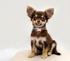 Dog Collar Reflective, Multi-Colored Stripe Dog Collar, Soft Adjustable Dog Collars with Metal Buckle for Small Medium Large Dogs, Perfect Pet Col...