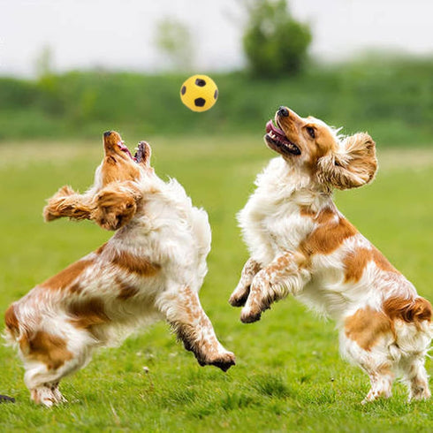 T'CHAQUE Squeaky Dog Toys, Natural Latex Rubber Dog Balls, Soft, Bouncy & Durable for Small Medium Dogs Puppy Interactive Chew Sound Fetch Play Do...