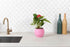 rePotme 6 inch Self Watering Plant Pot for Indoor Plants, African Violets, Succulents, The Aqua Core Collection (Blush Pink)...