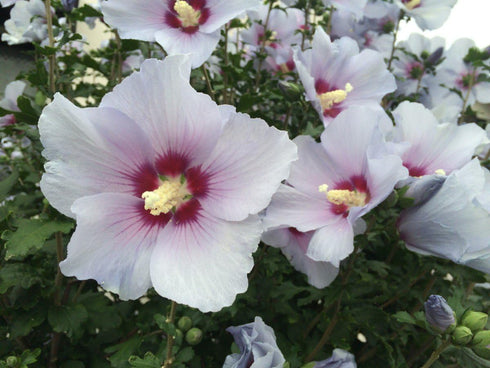 Seeds Marshmallow (Althaea officinalis) Medicinal Perennial Herbs for Planting Heirloom Non GMO...