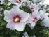 Seeds Marshmallow (Althaea officinalis) Medicinal Perennial Herbs for Planting Heirloom Non GMO...