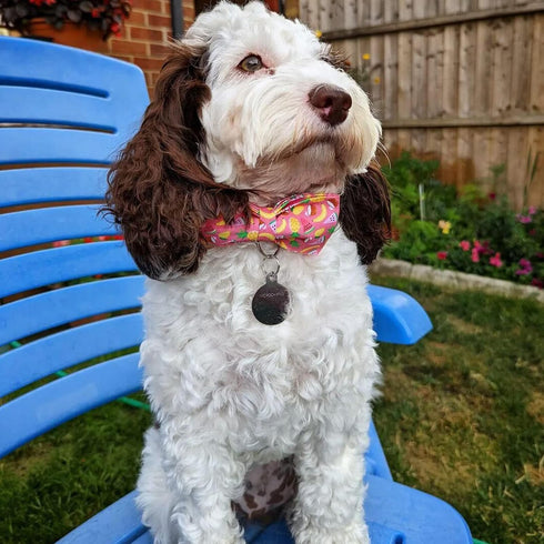 Dog Collar, Summer Fruit Print Adjustable Dog Bow Collar Girl or Boy Pet Collar Bowtie Duarble Dog Collars for Small Medium Large Dog...