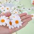 SULOLI 100 Pack Easter Fabric Decorative Daisies Flower Spring for Easter Bonnet Craft Decorations(White)...