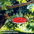 Hummingbird Feeders for Outdoors Hanging - 10 oz, 25 Feeding Ports, Easy to Install, Refill & Clean, Leak-Proof, Plastic Saucer Hummingbird Feeder...