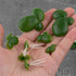 Framendino, 36 Pack Artificial Mini Duckweed with Root Plastic Floating Fish Plants for Aquarium Fish Tank Decor...