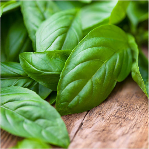 Seed Needs, Culinary Basil Herb Seed Packet Collection (8 Individual Basil Seed Varieties for Planting) Non-GMO & Untreated...