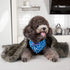 MACEVIA Fluffy Fleece Dog Blankets, Warm Soft Fuzzy Pets Blankets for Puppy, Small, Medium, Large Dogs and Cats, Plush Pet Throws for Bed, Couch, ...