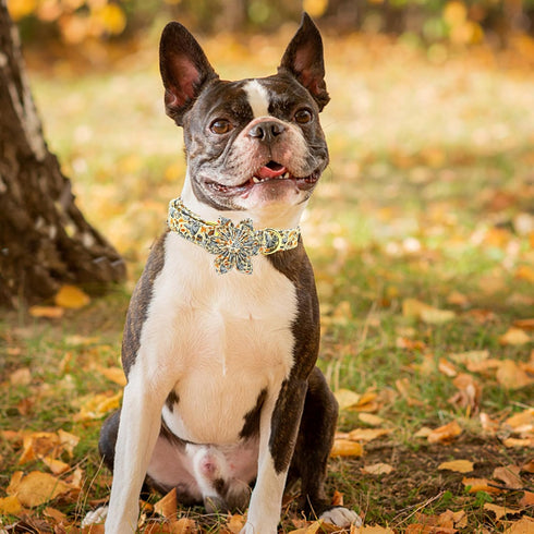 Elegant little tail Fall Dog Collar, Halloween Plaid Dog Collar with Flower Girl Boy Pet Collar Dog Flowers Holiday Dog Collar Flower Soft Durable...