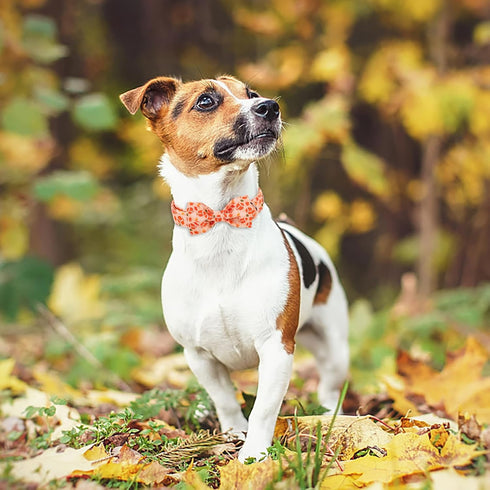 Fall Boy Dog Collar Bow Tie,Orange Maple Leafs Rugby Dog Collar with Safety Metal Buckle Adjustable Thick Puppy Collars for Small Medium Large Dog...