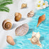 Hermit Crab Shells Accessories Conch: Natural Large Hermit Crab Supplies Sea Shell for Beach Decor Growth Turbo Seashells Hermit Crab Climbing Toy...