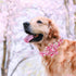 Elegant little tail Dog Collar with Flower, Dog Collar Flowers Pink Floral Girl Dog Collar Pet Gift Adjustable Dog Collar for Large Dogs...