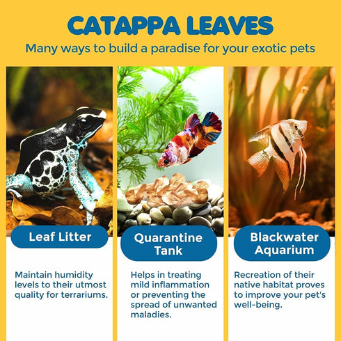 SunGrow 100 pcs Catappa Indian Almond Leaves for Betta Fish Tank Aquarium, 2” Water Conditioner Leaves, Leaf Also Suitable for Shrimp, Goldfish, G...