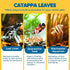 SunGrow 100 pcs Catappa Indian Almond Leaves for Betta Fish Tank Aquarium, 2” Water Conditioner Leaves, Leaf Also Suitable for Shrimp, Goldfish, G...