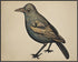 Posterizer 1 pcs- Blue and Yellow bird with a brown background-Art for Animal Lovers- Gift for Nature, Surfers and Beach Lovers-decor for Bedroom,...
