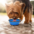 Kytely Large Collapsible Dog Bowl 2 Pack, 34oz Foldable Dog Travel Bowls, Portable Dog Water Food Bowl with Clasp, Pet Cat Feeding Cup Dish for Tr...