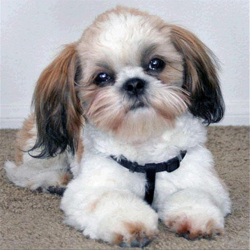 Zimal Shih Tzu Dog DIY Handmade Diamond Painting Animals Full Round Cross Stitch Mosaic Diamond Embroidery Wedding Decoration 11.8 x 11.8 Inch...