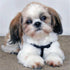 Zimal Shih Tzu Dog DIY Handmade Diamond Painting Animals Full Round Cross Stitch Mosaic Diamond Embroidery Wedding Decoration 11.8 x 11.8 Inch...