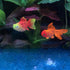 Aquarium Simulation Goldfish, Increase Artificial Fish Moving Floating Fake Fish for Tank Silicone Luminous Fake Swimming Fish for for Aquarium Fi...