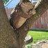Keeping Quiet Frog Tree Peeker Garden Tree Sculptures Outdoor Tree Face Garden Tree Hugger Statues Indoor Outdoor Yard Decoration (gery)...