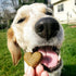 Shameless Pets Pumpkin Nut Par-Tay Soft-Baked Biscuit, 6 OZ...