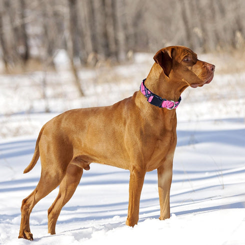 Nylon Dog Collar Soft Neoprene Padded Adjustable Dog Collars for Small Medium Large Dogs (S Neck 12"-15.5", Pink)...