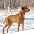 Nylon Dog Collar Soft Neoprene Padded Adjustable Dog Collars for Small Medium Large Dogs (S Neck 12"-15.5", Pink)...