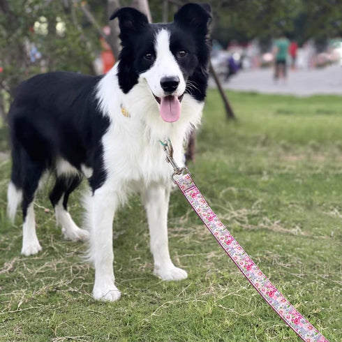 10FT Dog Leash, Strong Thick Nylon Pet Flat Leash with Cute Stylish Printed Pattern for Small Medium Large Dogs Walking Training...