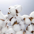 DomeStar 13 Bundles of Cotton Stems, 16.5" Natural Dried Cotton Stalks with Bolls Cotton Blooms Floral Stems for Vase Fillers...